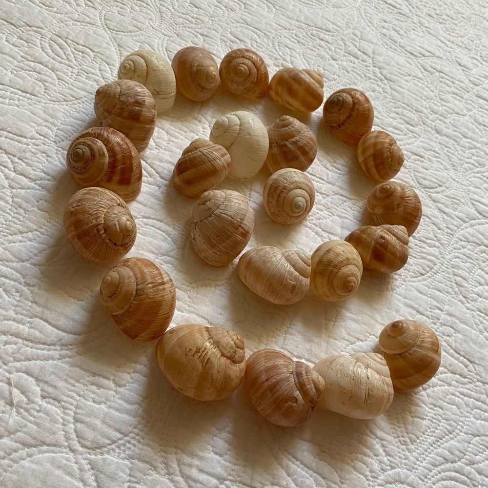 Craft Lot of Snail Shells, Seashells, Vintage Escargot